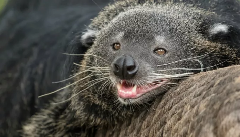 The Amazing Binturong – The Paw Print